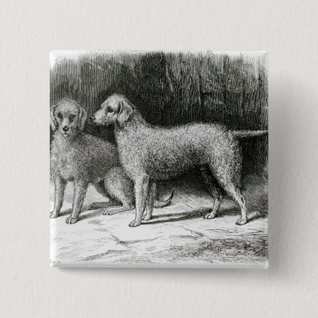Bedlington Terrier-Herr F. Armstrongs Button (Vorderseite)