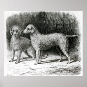 Bedlington Terrier-Herr F. Armstrongs Poster