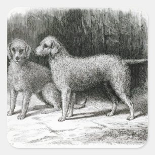 Bedlington Terrier-Herr F. Armstrongs Quadratischer Aufkleber