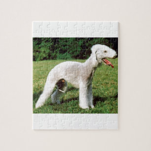 Bedlington Terrier Hund