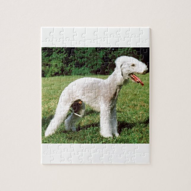 Bedlington Terrier Hund (Vertikal)