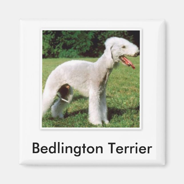 Bedlington Terrier Magnet (Devant)
