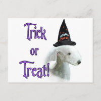 Bedlington Terrier Trick