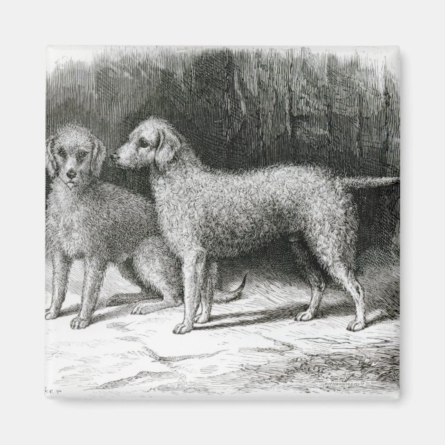 Bedlington Terriers - F. Armstrong's Magnet (Vorne)
