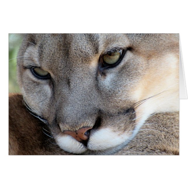 Bedrohte Art: Florida-Panther (4071) (Vorderseite (Horizontal))