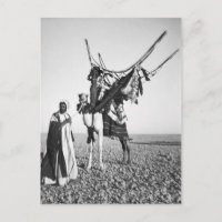 Beduiner und Kamel, Syrien