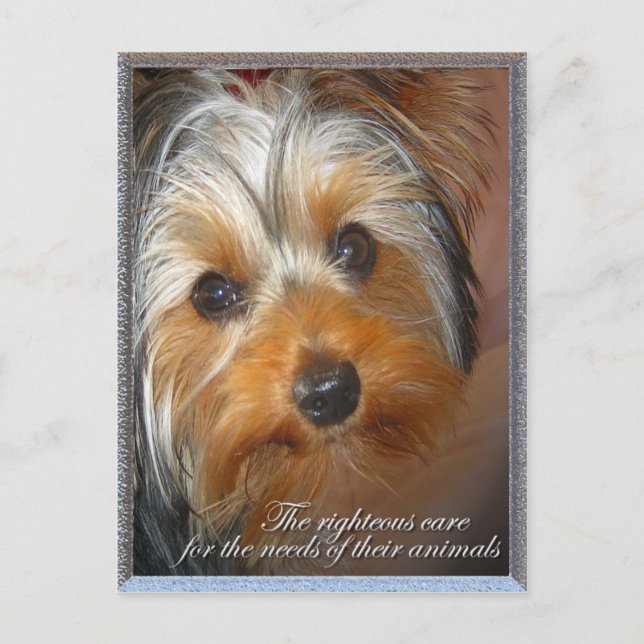 Bedürfnisse Ihres Tieres Yorkie Postkarte (Vorderseite)