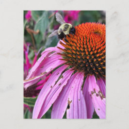 Bee and Coneflower  Postkarte