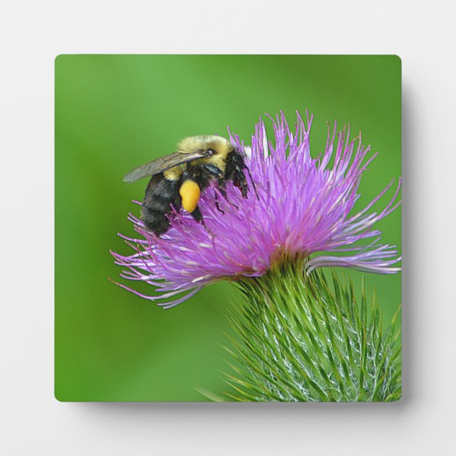 Bee and Thistle Photo Plaque Fotoplatte (Vorderseite)