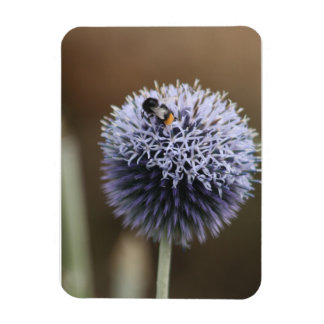 Bee auf Allium-Magnet Magnet