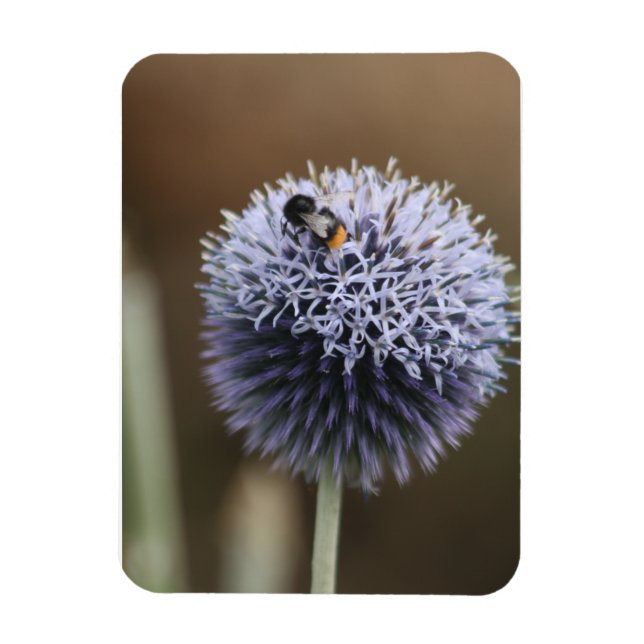Bee auf Allium-Magnet Magnet (Vertikal)