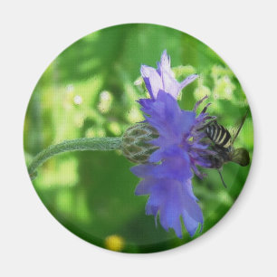 Bee auf Button-Blume Magnet