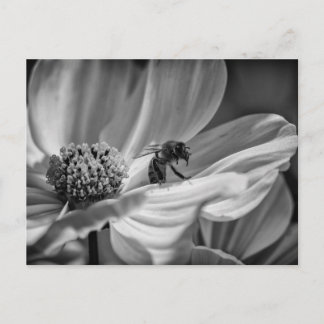 Bee auf der Cosmo-Blume - Postkarte