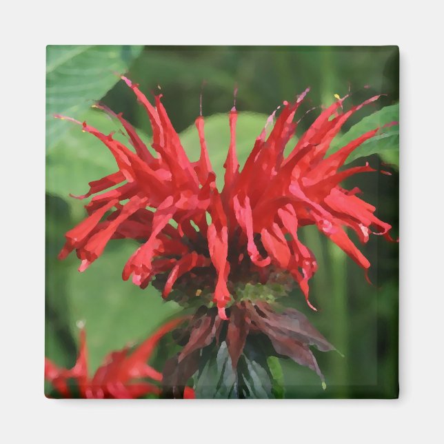 Bee Balm Magnet (Vorne)