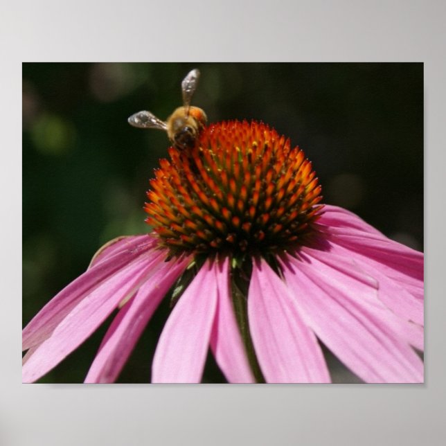 Bee Buzz 10x8 Poster (Vorne)