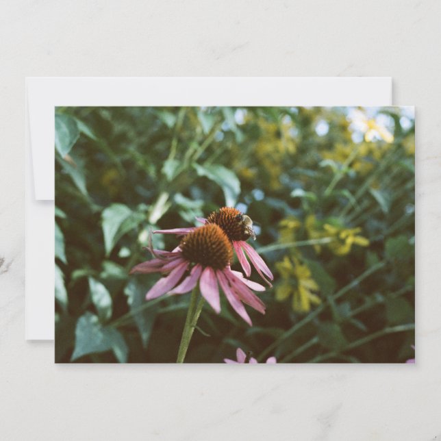 Bee & Coneflower Photo Reprint Einladung (Vorderseite)