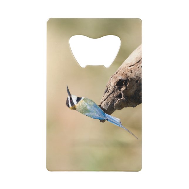 Bee-eater (Devant)