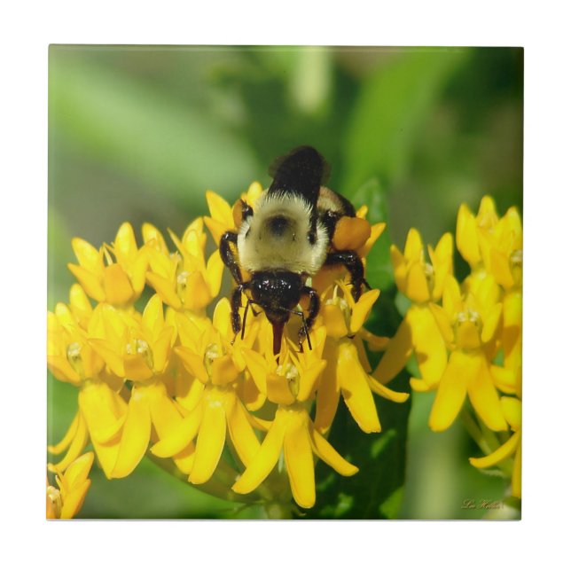 Bee Feasting on Butterfly Weed Wildflowers Fliese (Vorderseite)