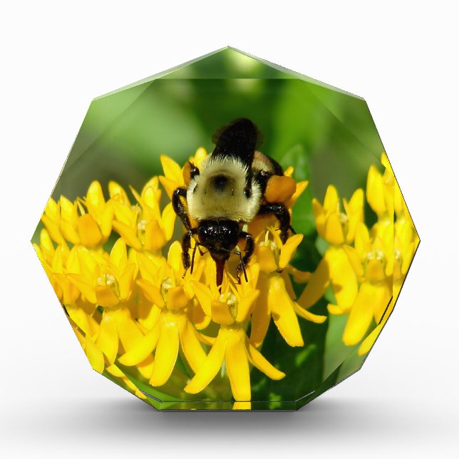 Bee Feasting on Butterfly Weed Wildflowers Fotoblock (Vorderseite)