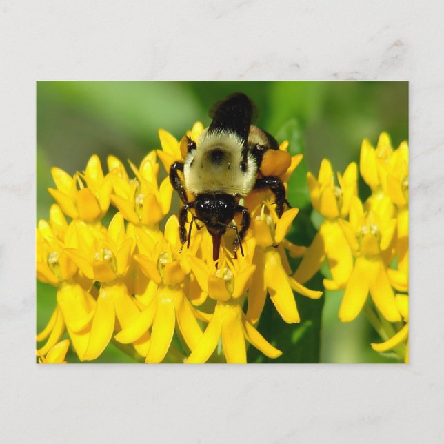 Bee Feasting on Butterfly Weed Wildflowers Postkarte (Vorderseite)