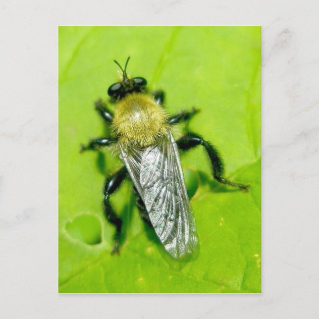 Bee Fly Postcard Postkarte (Vorderseite)
