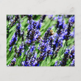 Bee foraging on lavender in the Drôme provencale Feiertagspostkarte