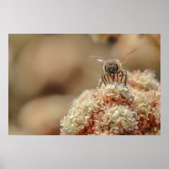 Bee Happy Poster (Vorne)