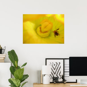 Bee In Zucchini Blume Print Poster