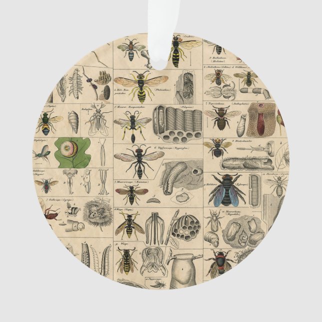 Bee Insect Bug Wasp Natural History Bees (devant)