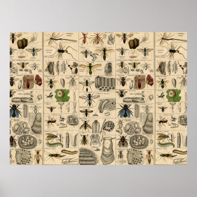 Bee Insect Bug Wasp Natural History Bees Poster (Vorne)