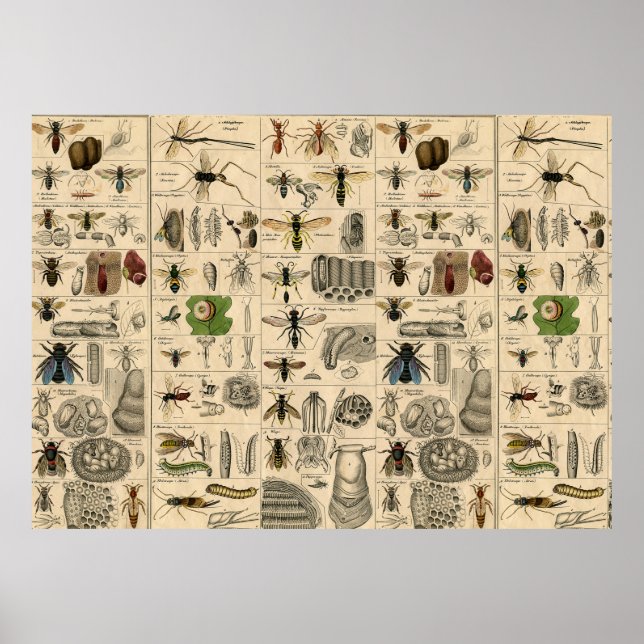 Bee Insect Bug Wasp Natural History Bees Poster (Vorne)