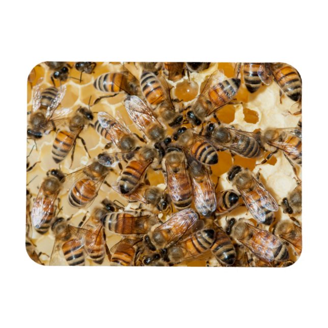 Bee keeping at Arlo’s Honey Farm Magnet (Horizontal)