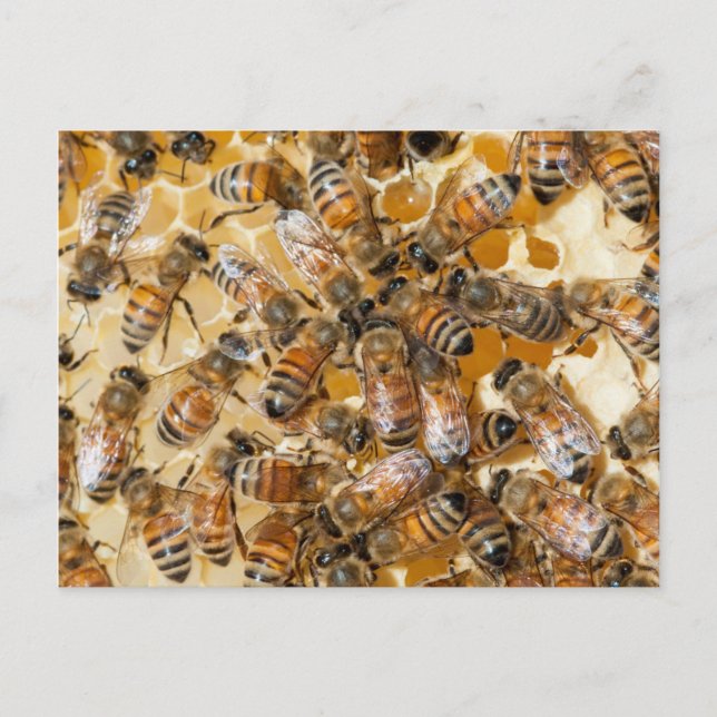 Bee keeping at Arlo’s Honey Farm Postkarte (Vorderseite)