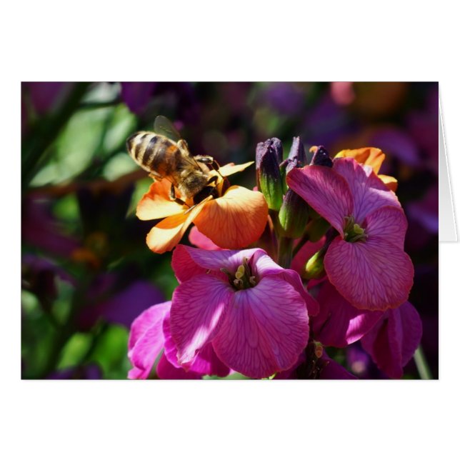 Bee 'n Beauty (Vorderseite (Horizontal))