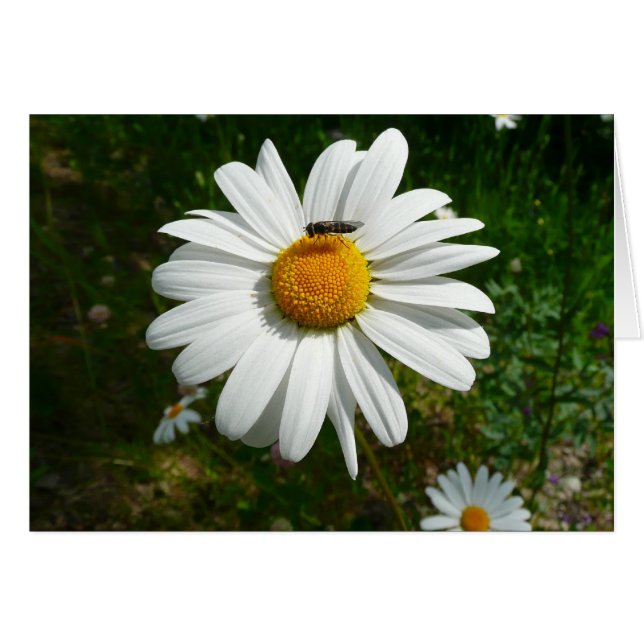 Bee on Daisy Alaskan Summer Nature (Devant horizontal)