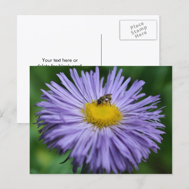 Bee On Purple Daisy Flower Photography  Postkarte (Vorne/Hinten)