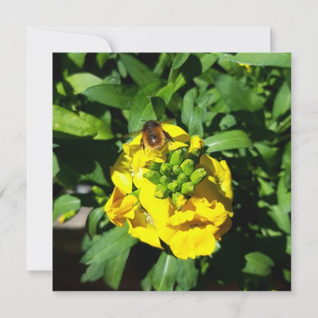 Bee on Yellow Flowers Karte (Vorderseite)