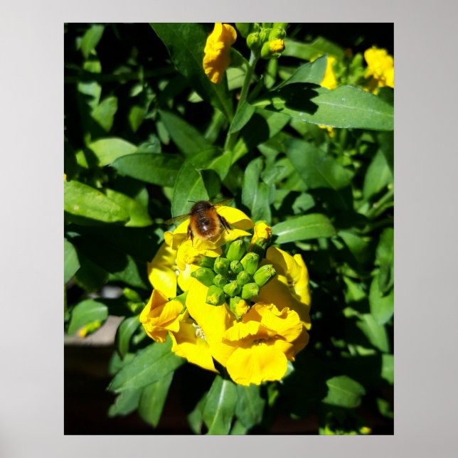 Bee on Yellow Flowers Poster (Vorne)