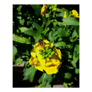 Bee on Yellow Flowers Poster