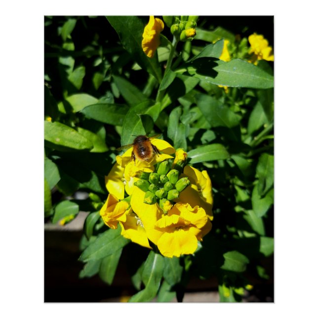 Bee on Yellow Flowers Poster (Vorderseite)