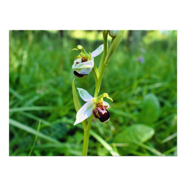 Bee Orchid Fotodruck (Vorne)