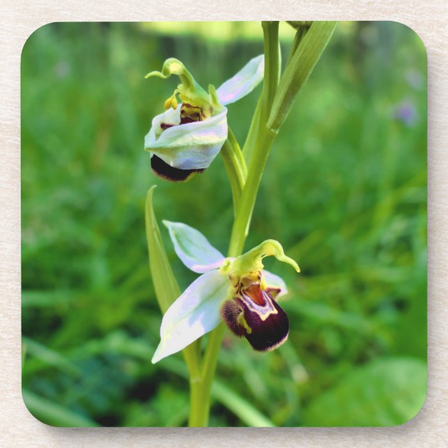 Bee Orchid Getränkeuntersetzer (Vorderseite)