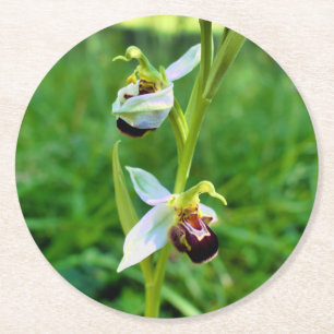 Bee Orchid Runder Pappuntersetzer