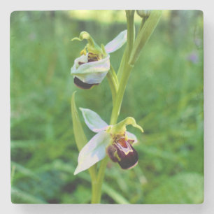 Bee Orchid Steinuntersetzer