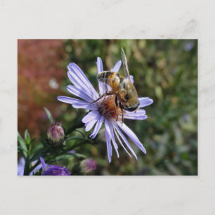 Bee Poscard Postkarte