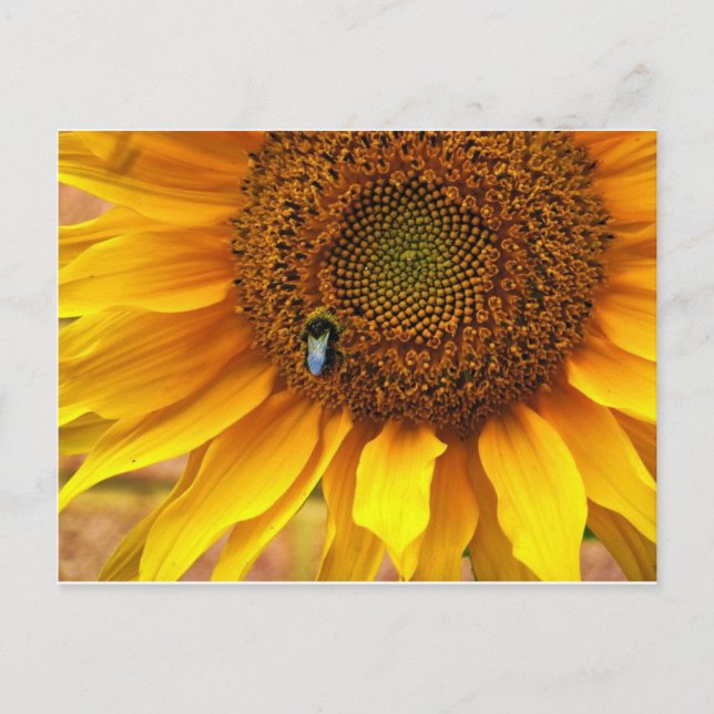 Bee Sunny Postkarte (Vorderseite)