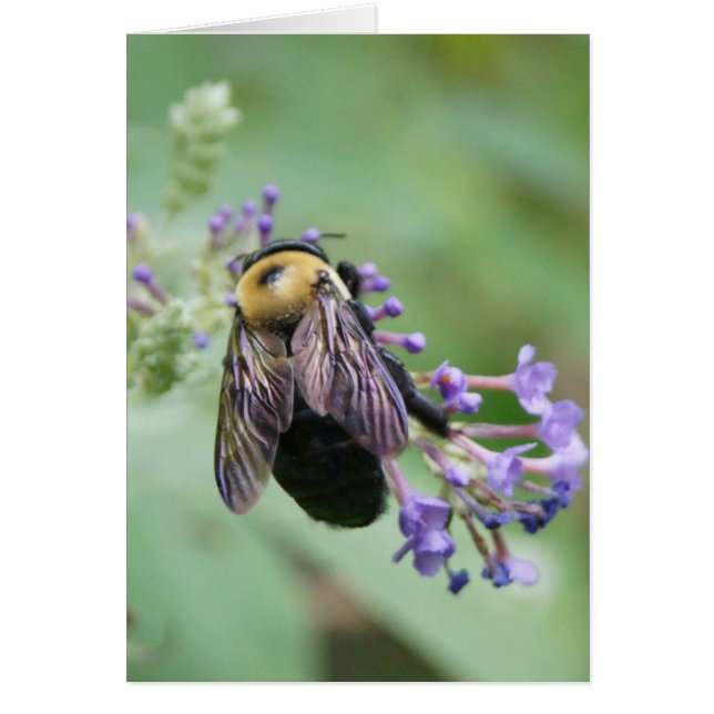 Bee-utiful Bee ! (Devant)