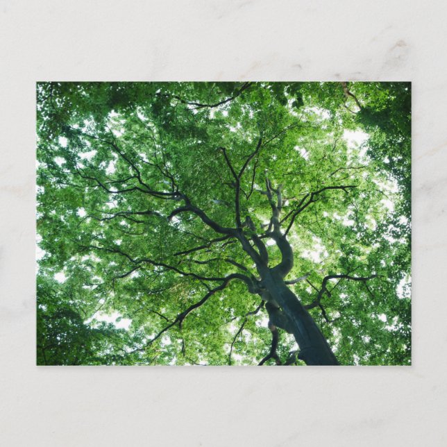 Beech Tree Postcard Postkarte (Vorderseite)