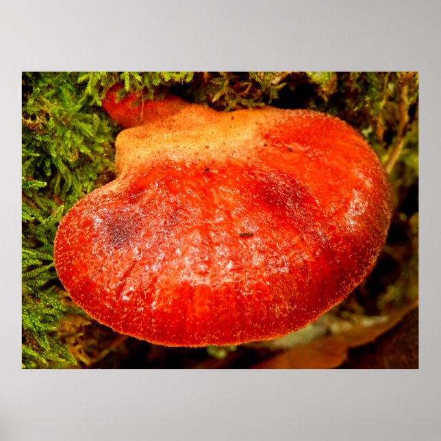 Beefsteak Fungus Poster (Vorne)