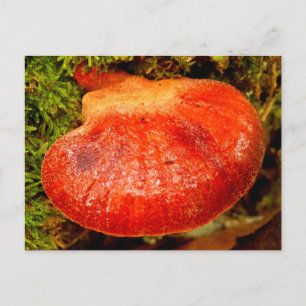 Beefsteak Fungus Postkarte